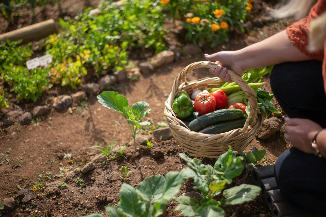 Een gifvrije moestuin? Mijn 10-stappenplan naar een gezonde oogst